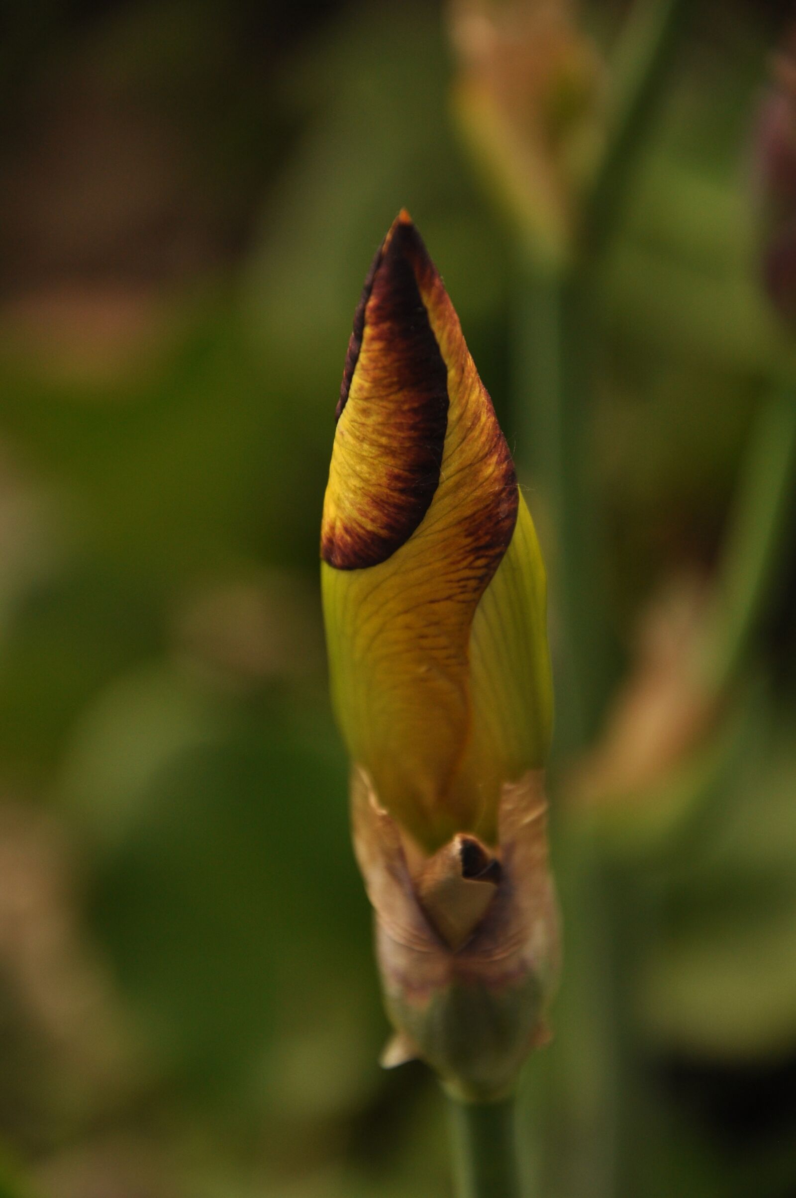 Nikon D90 sample photo. Flowers, irises, nature photography