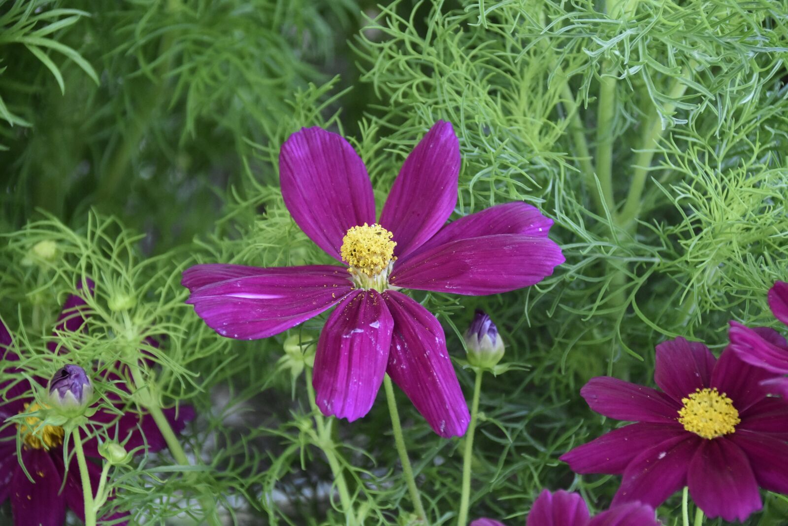Nikon D5600 sample photo. Flower cosmos, flower parma photography