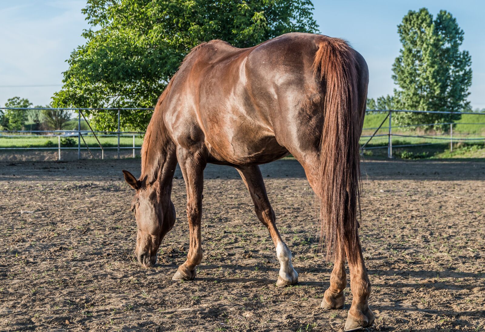 Pentax K-S2 sample photo. The horse, chestnut, stallion photography
