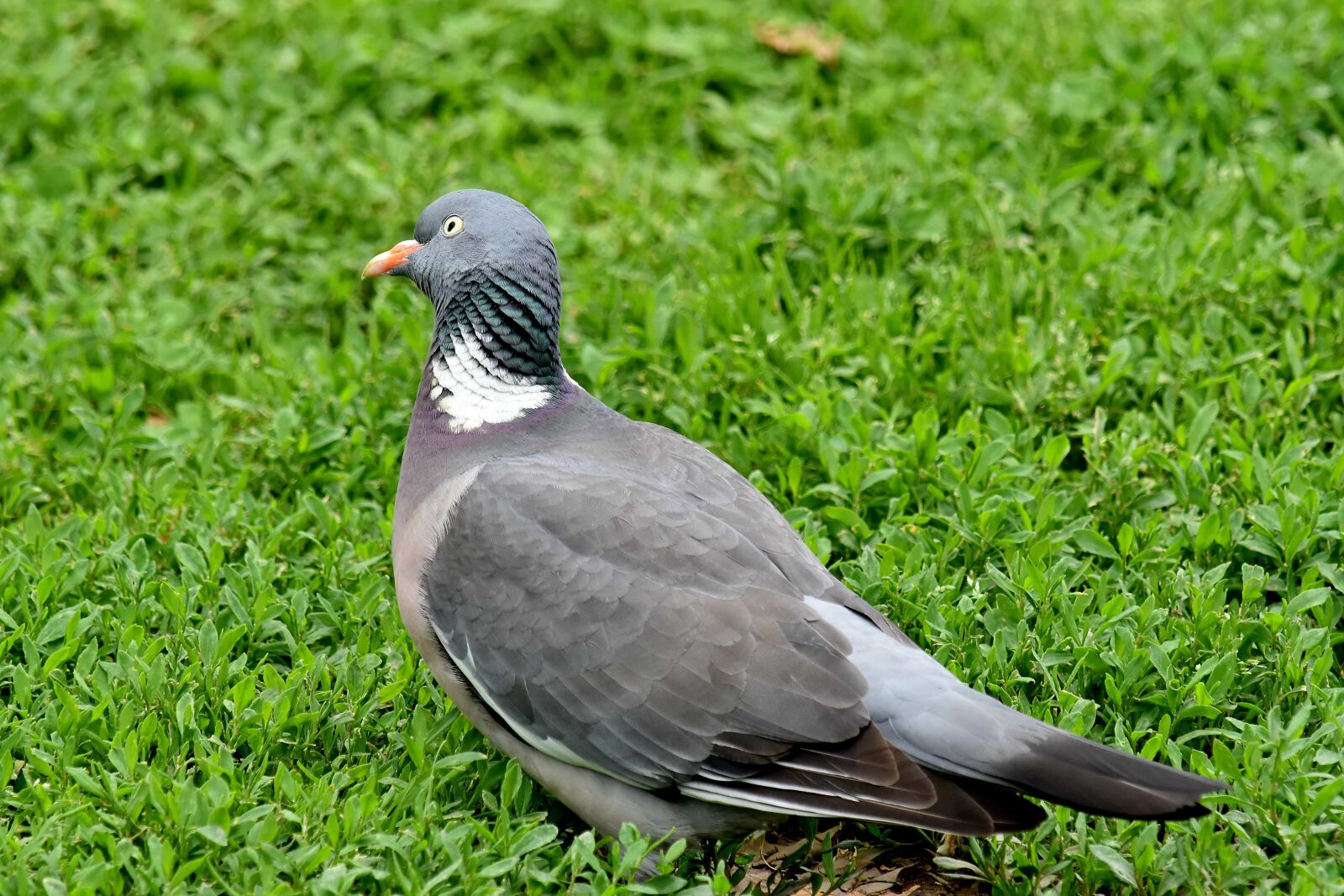 Nikon D5500 sample photo. Curious, gray, green grass photography