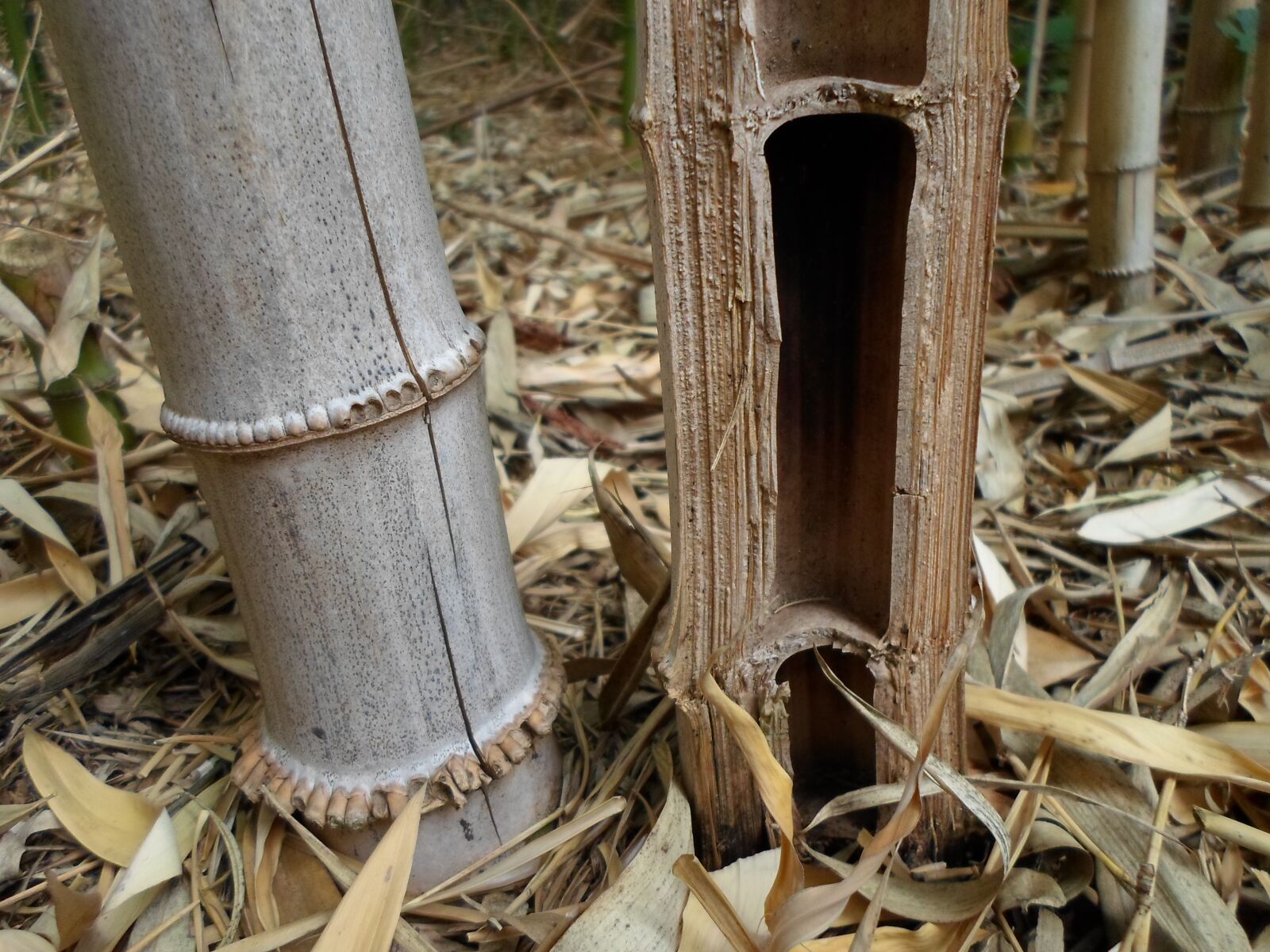 Samsung ST66 / ST68 sample photo. Bamboo, brown, beige photography