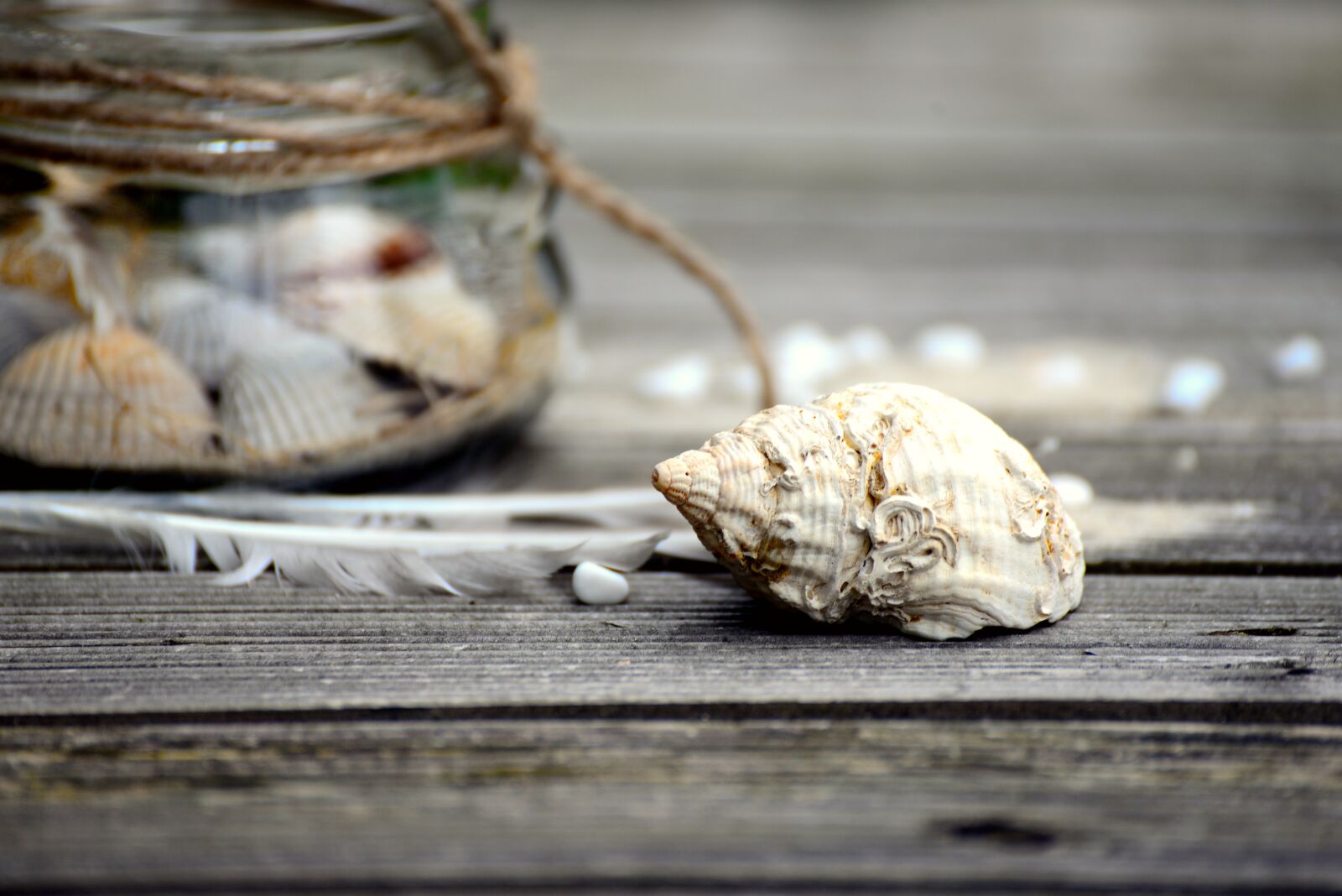 Nikon D610 sample photo. Mussels, flotsam, collect photography