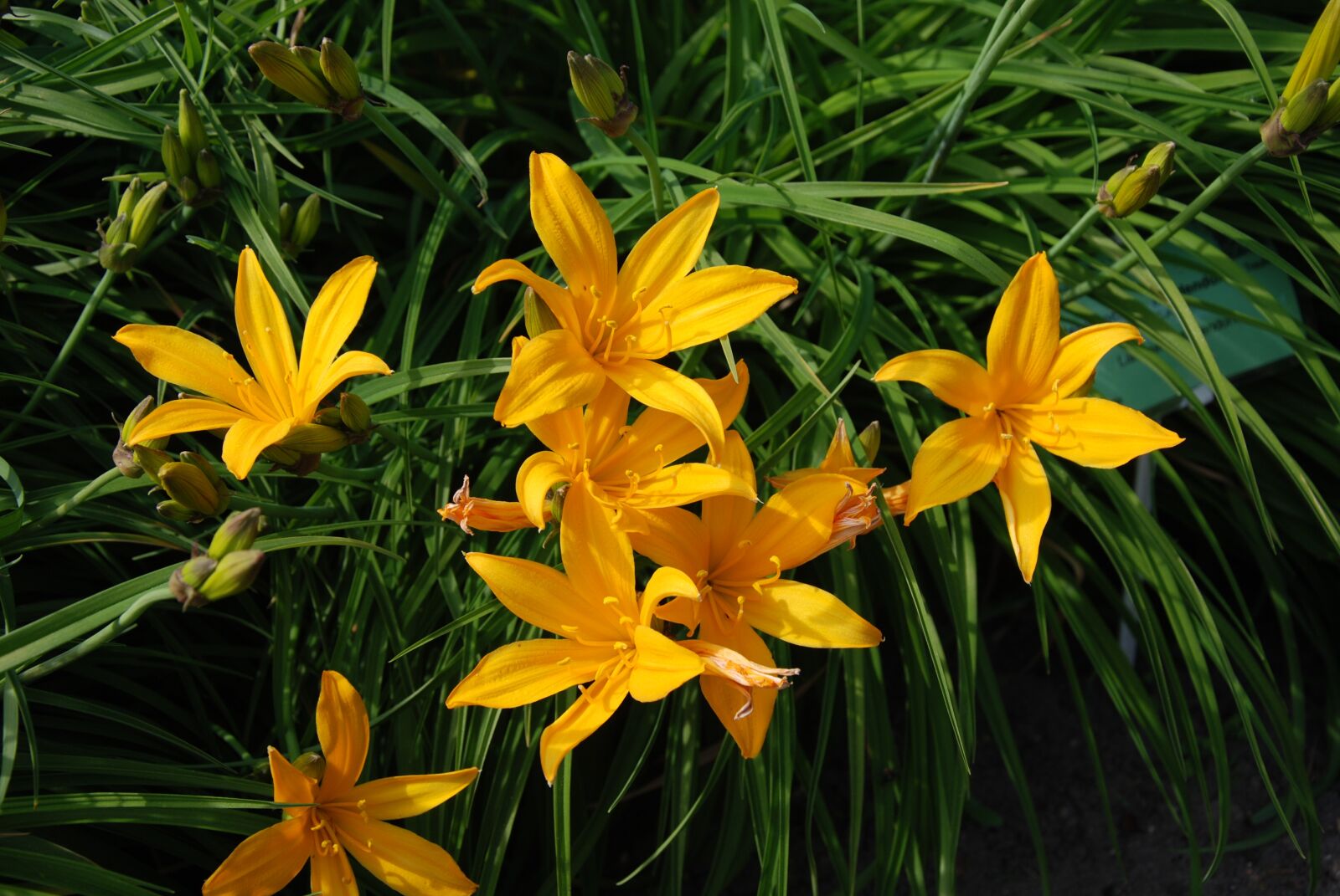 Nikon D80 sample photo. Flowers, garden, spring photography
