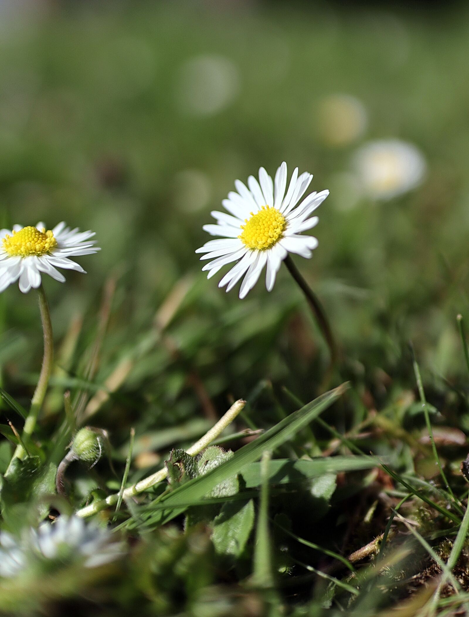 Canon EF-M 22mm F2 STM sample photo. Daisy, flower, summer photography
