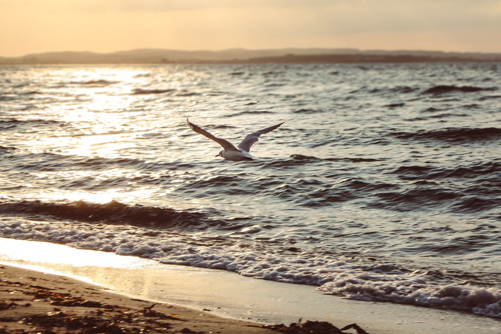 Canon EF 28-80mm f/3.5-5.6 sample photo. Sunset, seagull, sea photography