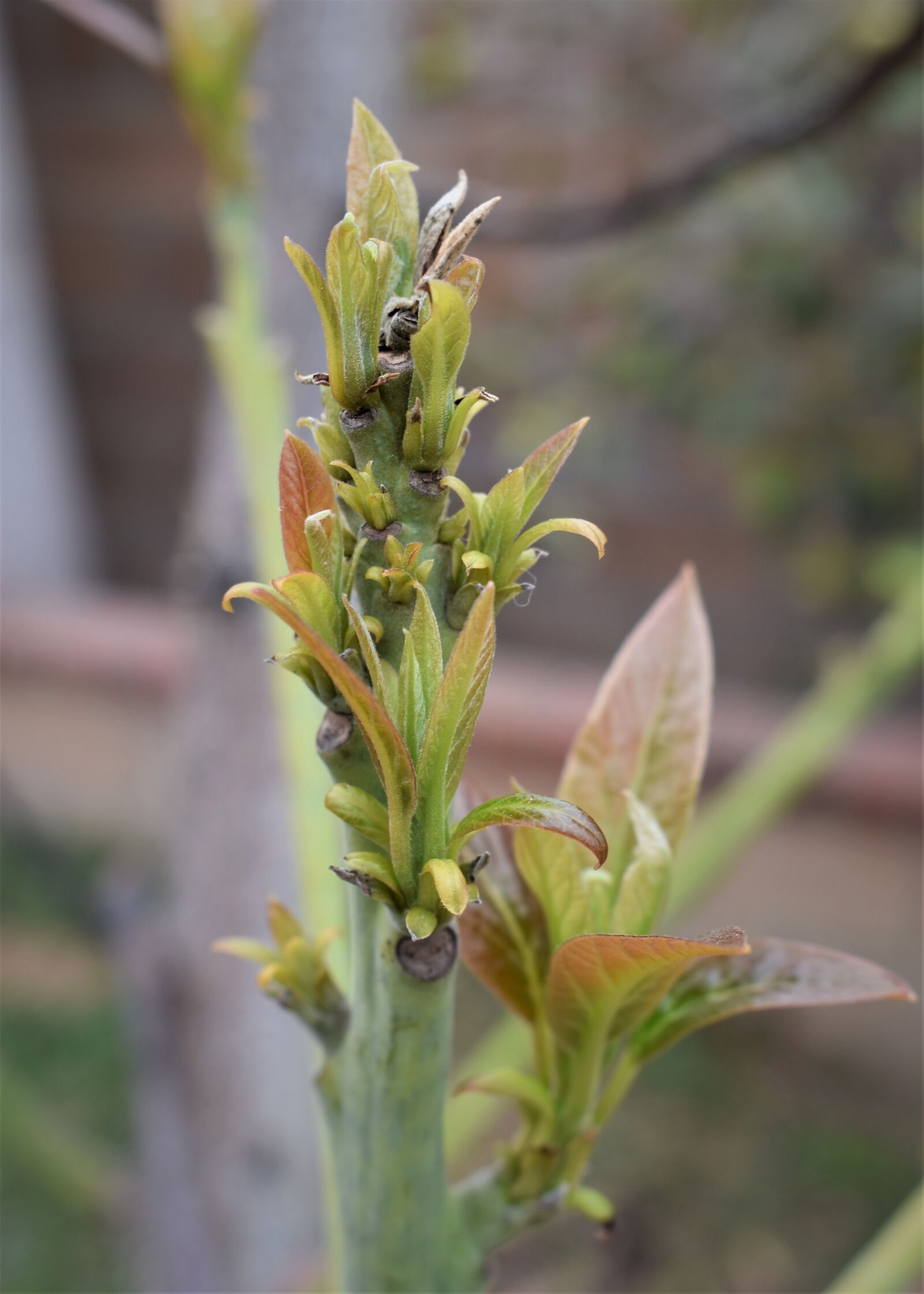 Nikon D3500 sample photo. Sprout, bloom, branch photography