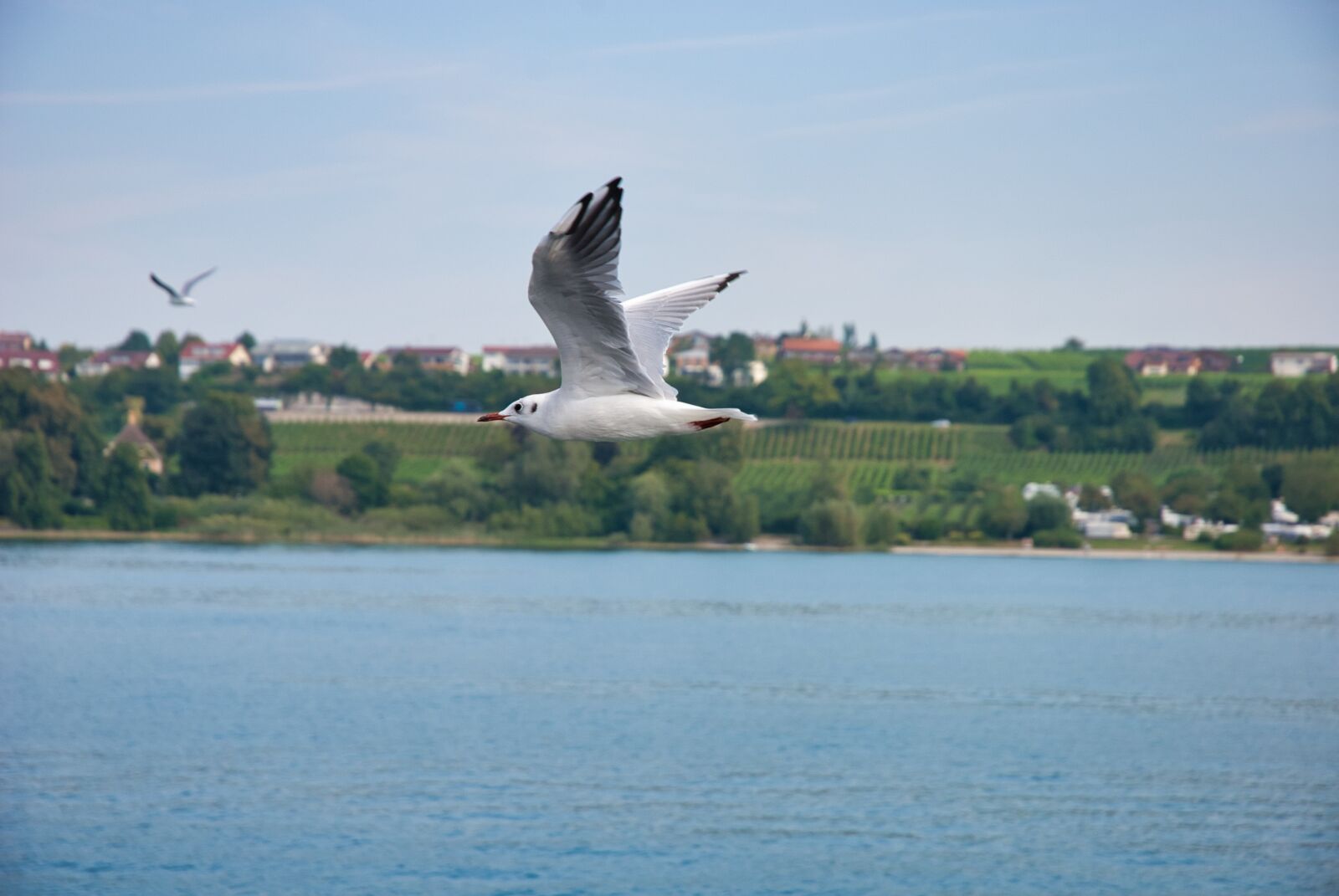 Nikon D80 sample photo. Seagull, lake constance, waterfowl photography