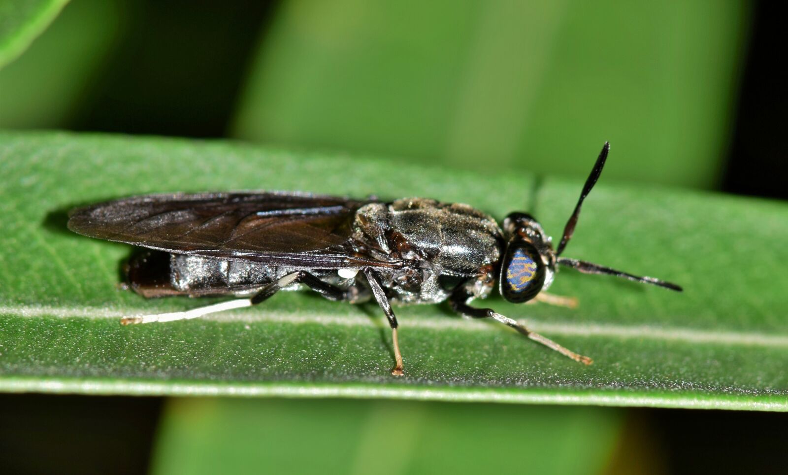 Nikon D5300 sample photo. Fly, black soldier fly photography