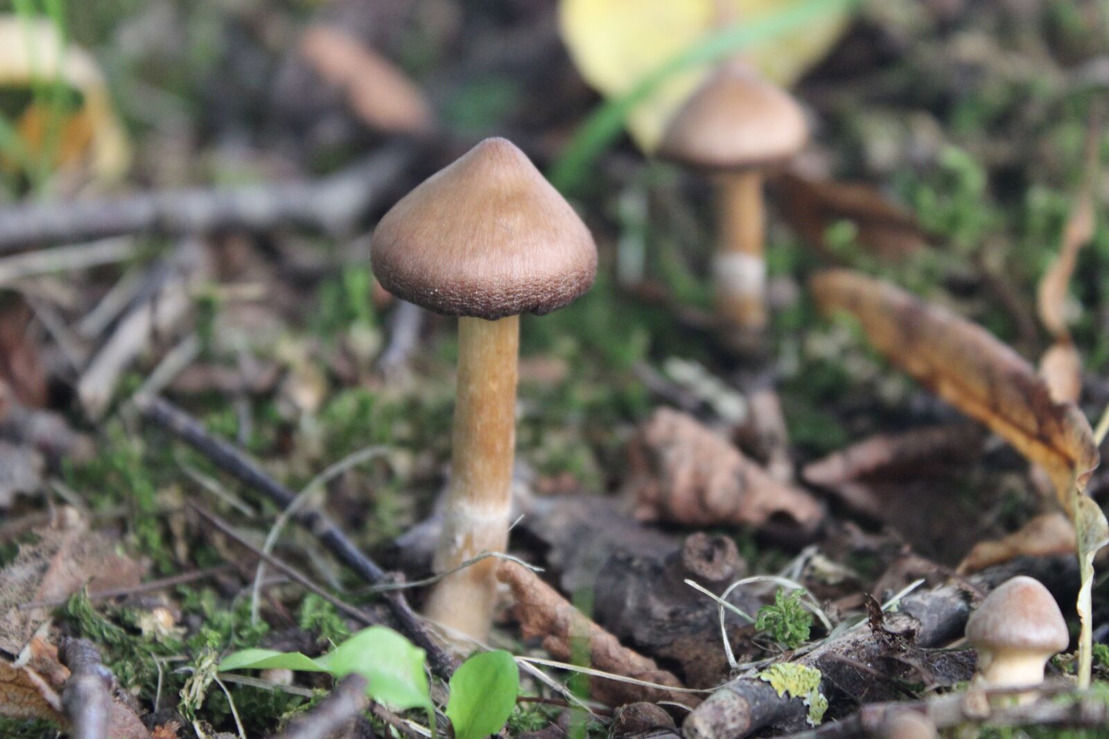 Canon EOS 600D (Rebel EOS T3i / EOS Kiss X5) sample photo. Mushroom, nature, natural photography