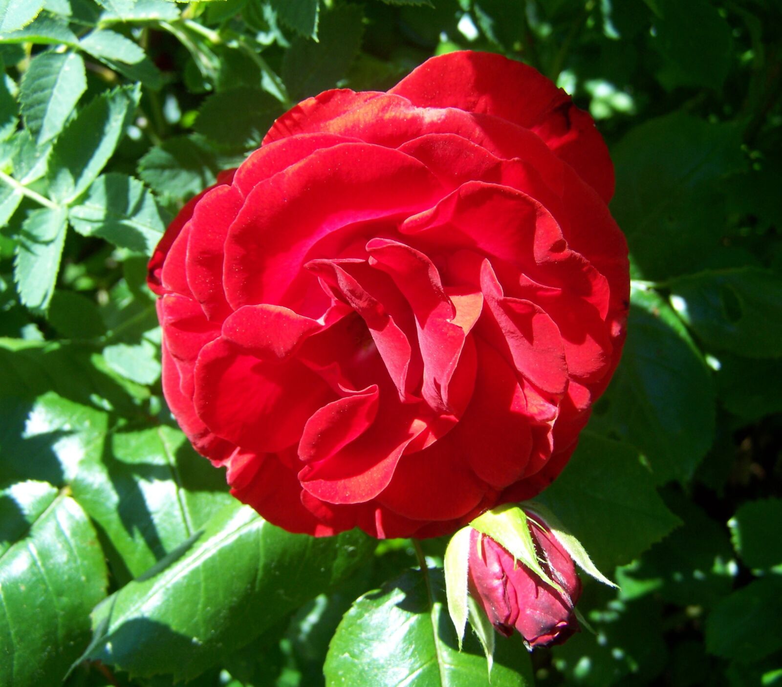 Kodak EASYSHARE ZD710 ZOOM DIGITAL CAMERA sample photo. Rose, red rose, garden photography