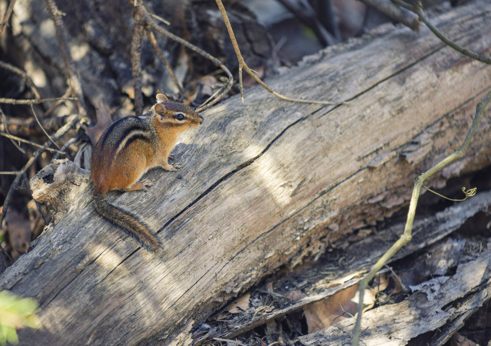 Canon EOS 5D Mark III + Canon EF 75-300mm f/4-5.6 USM sample photo. Chipmunk, animal, rodent photography