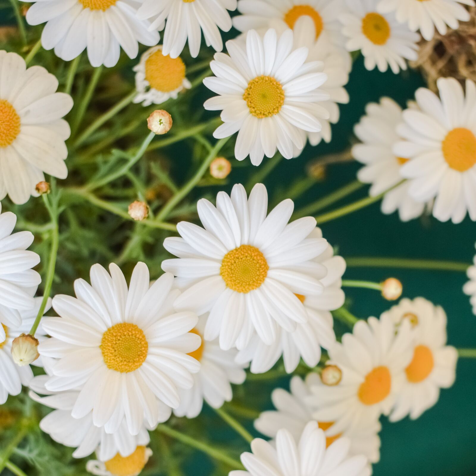 Nikon D3300 sample photo. Daisy, flower, nature photography
