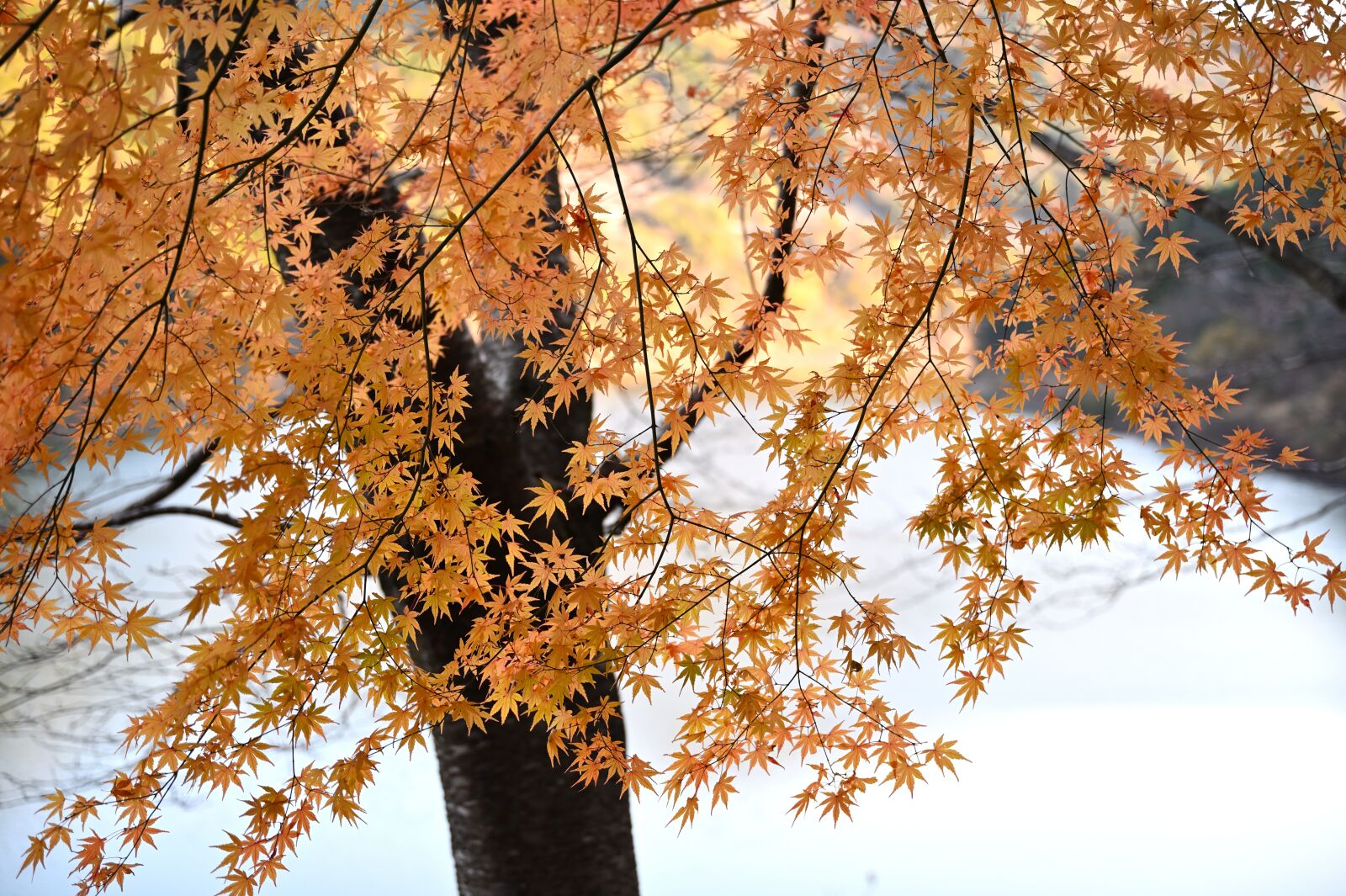 Nikon Nikkor Z 24-70mm F2.8 S sample photo. Autumnal leaves, lake, autumn photography