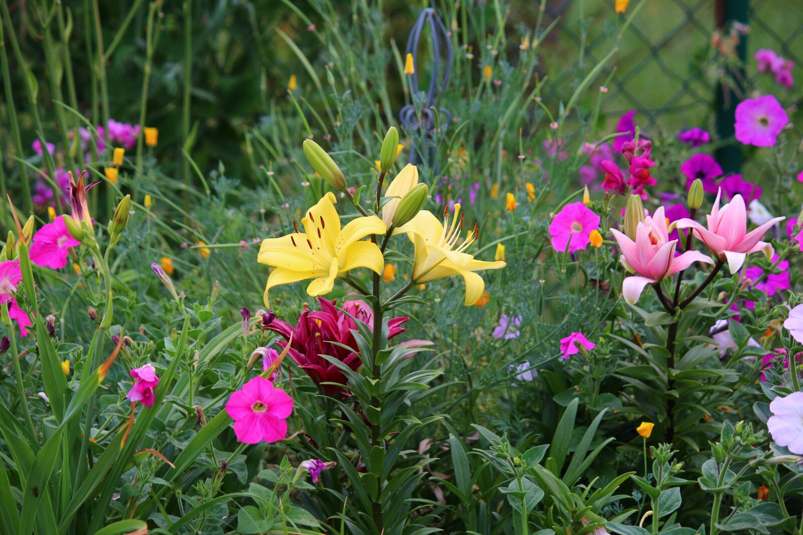 Canon EOS 70D + Canon EF-S 55-250mm F4-5.6 IS sample photo. Field of flowers, summer photography