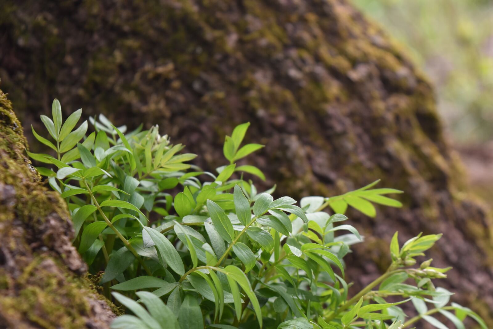 Nikon D5500 sample photo. Tree, trunk, plant photography