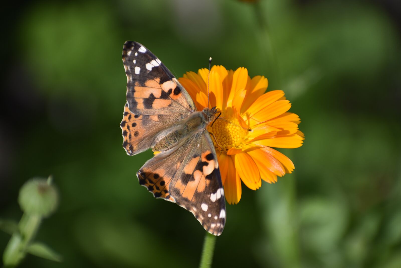 Nikon D3400 sample photo. Butterfly, flower, calendula photography