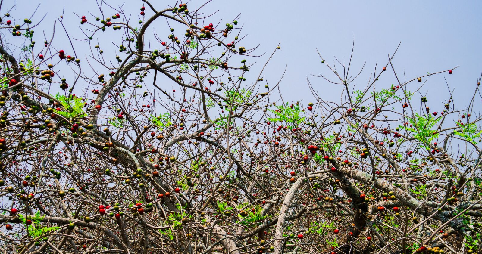 E 18-50mm F4-5.6 sample photo. Tree, fruit, healthy photography