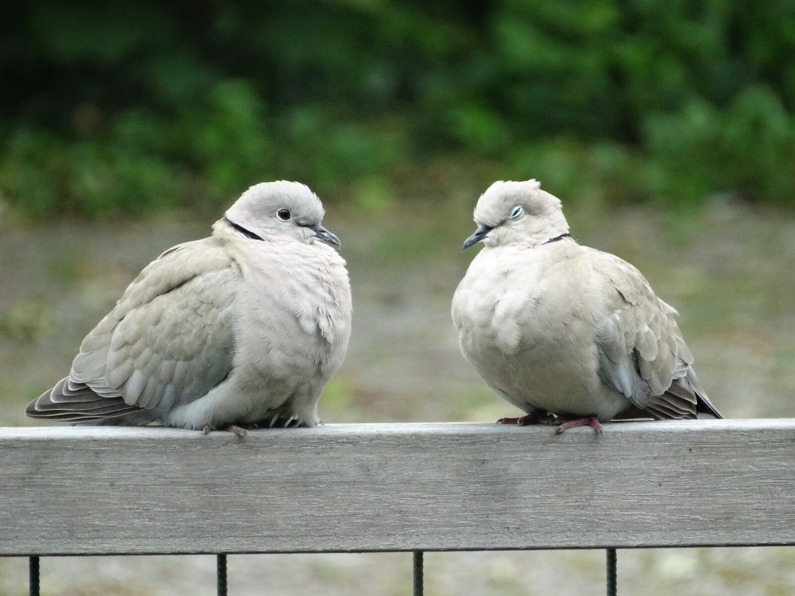 Sony Cyber-shot DSC-HX300 sample photo. Pigeons, wood pigeon, couple photography