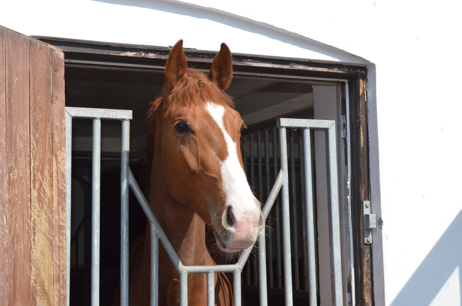Nikon D5100 sample photo. Horse, worth, head photography