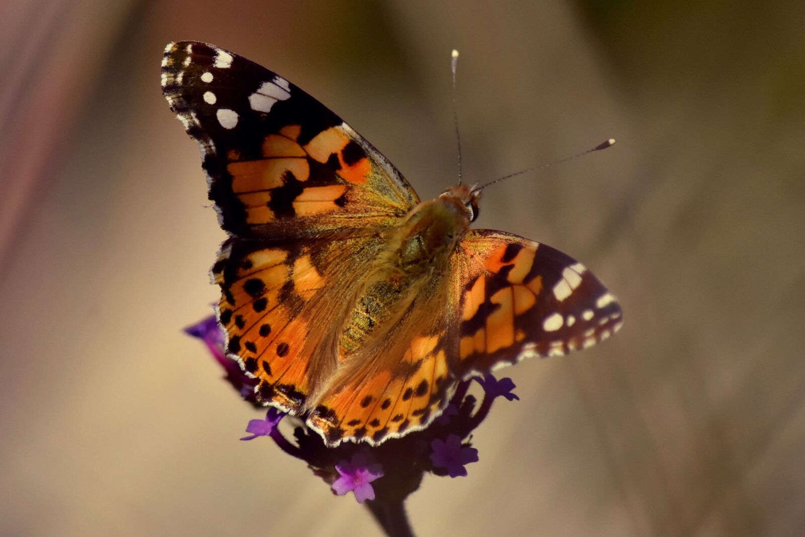 Nikon D7200 sample photo. Butterfly, nature, insect photography