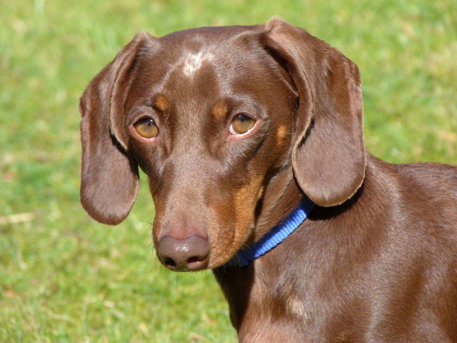 Panasonic Lumix DMC-FZ40 (Lumix DMC-FZ45) sample photo. Animal, dachshund, dog photography