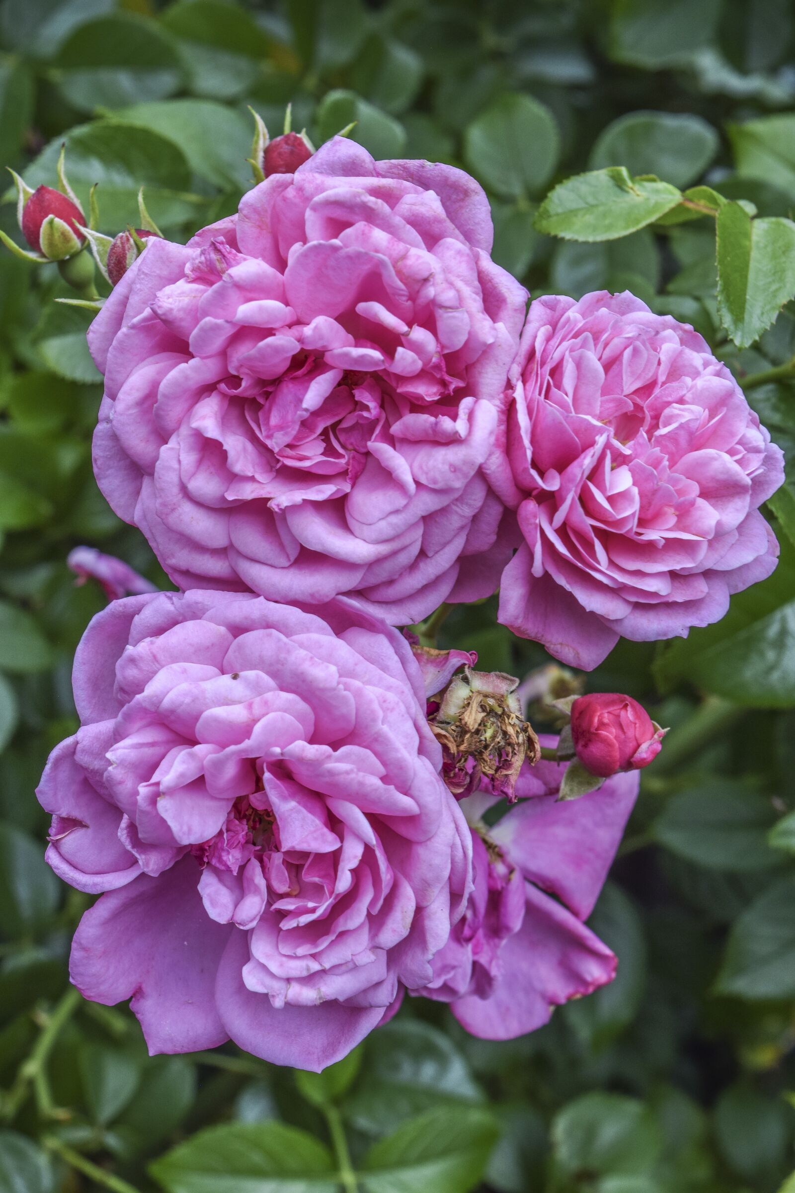 Nikon D3300 sample photo. Roses, flowers, love photography