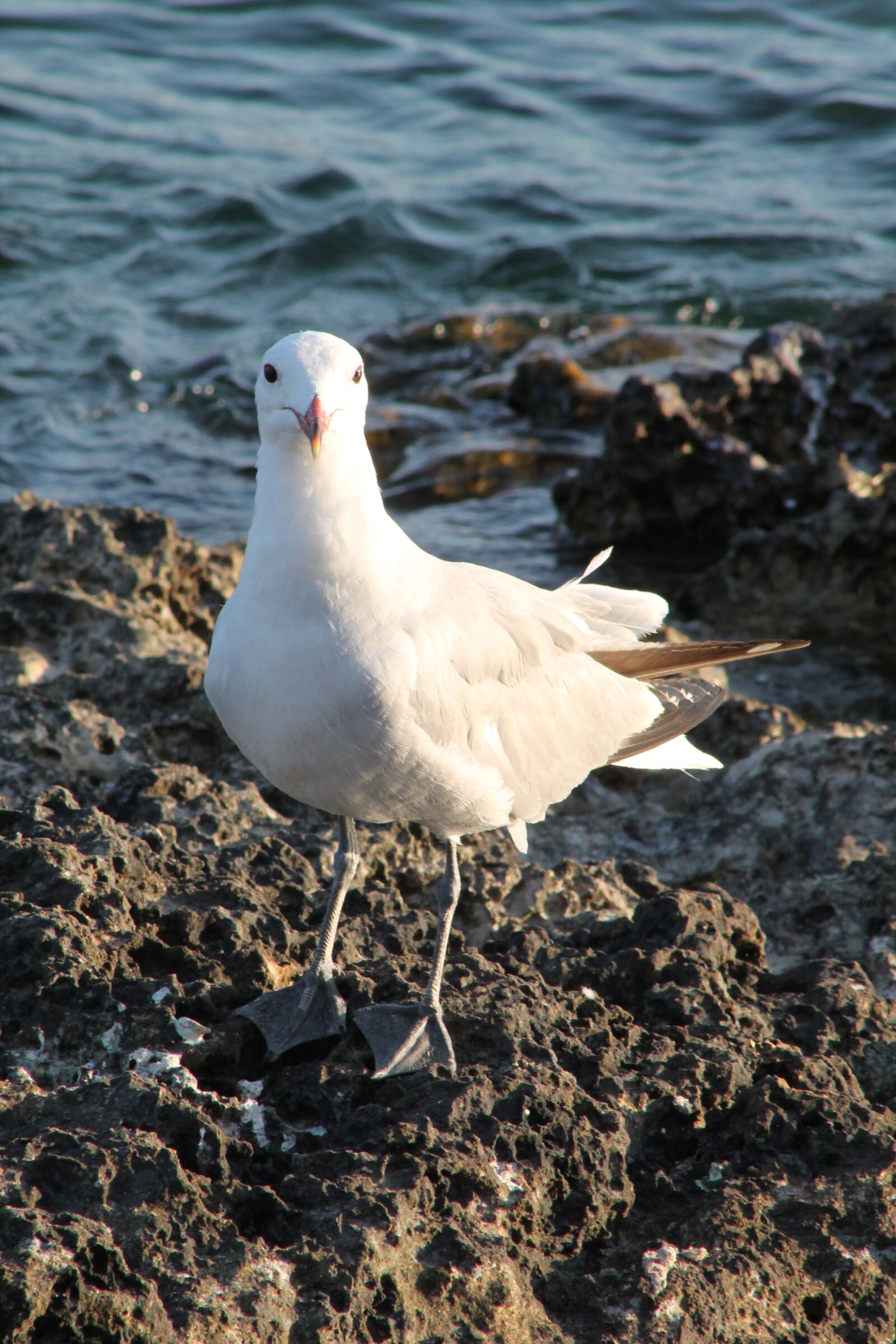 Canon EF75-300mm f/4-5.6 sample photo. Seagull, bird, gulls photography