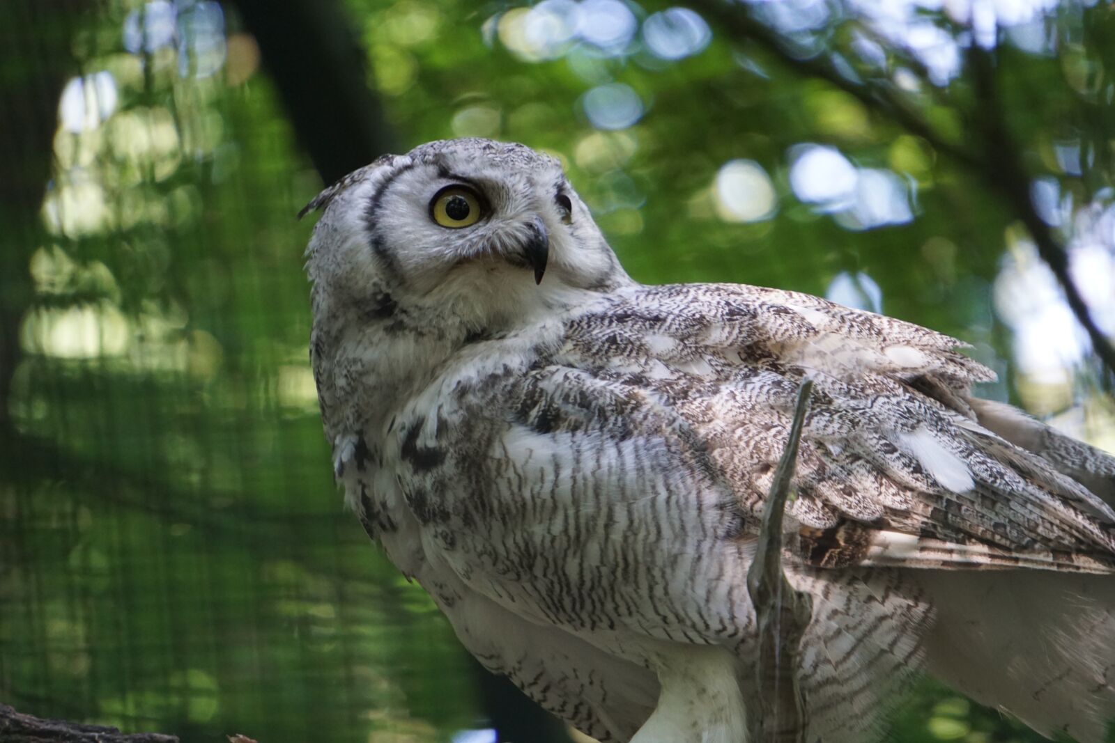 Sony a6000 sample photo. Owl, zoo, forest animal photography