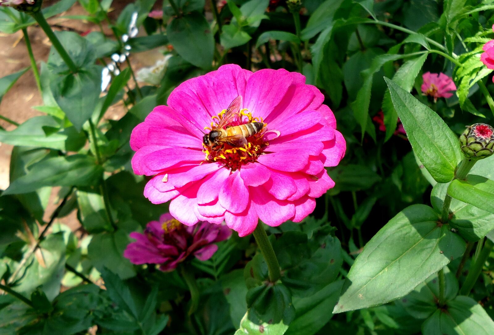 Sony Cyber-shot DSC-W610 sample photo. Flower, honey, bee photography