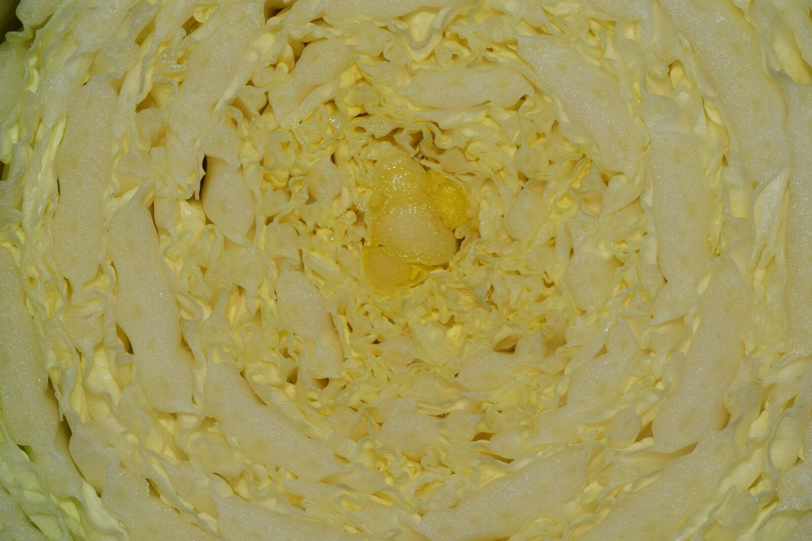 Nikon D3300 sample photo. Chinese cabbage, kohl, food photography