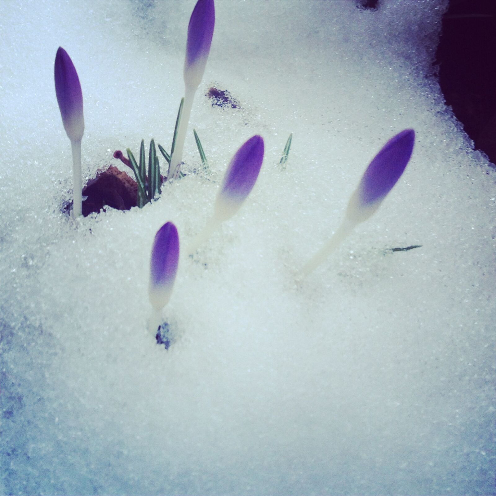 Apple iPhone 4S sample photo. Flowers, purple, snow, winter photography
