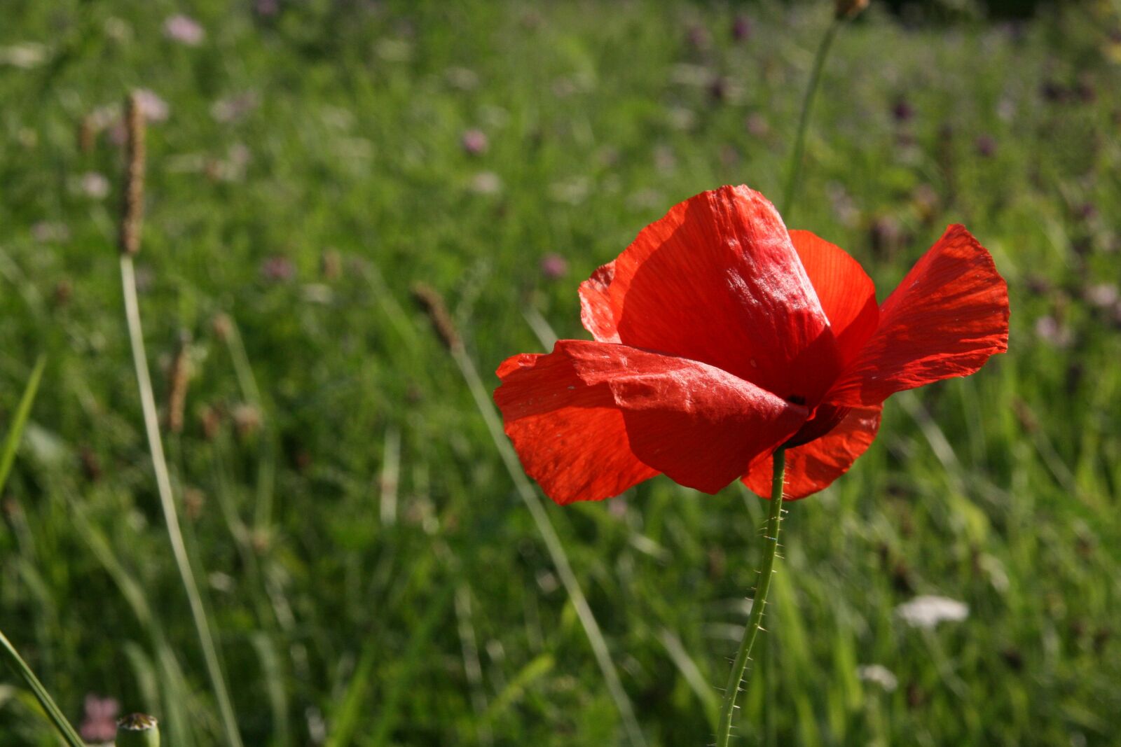 Canon EOS 400D (EOS Digital Rebel XTi / EOS Kiss Digital X) sample photo. Poppy, red, blossom photography