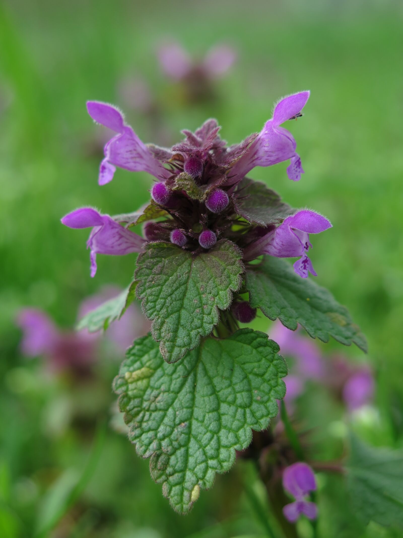 Canon PowerShot G16 sample photo. Dead nettle, nature, flower photography