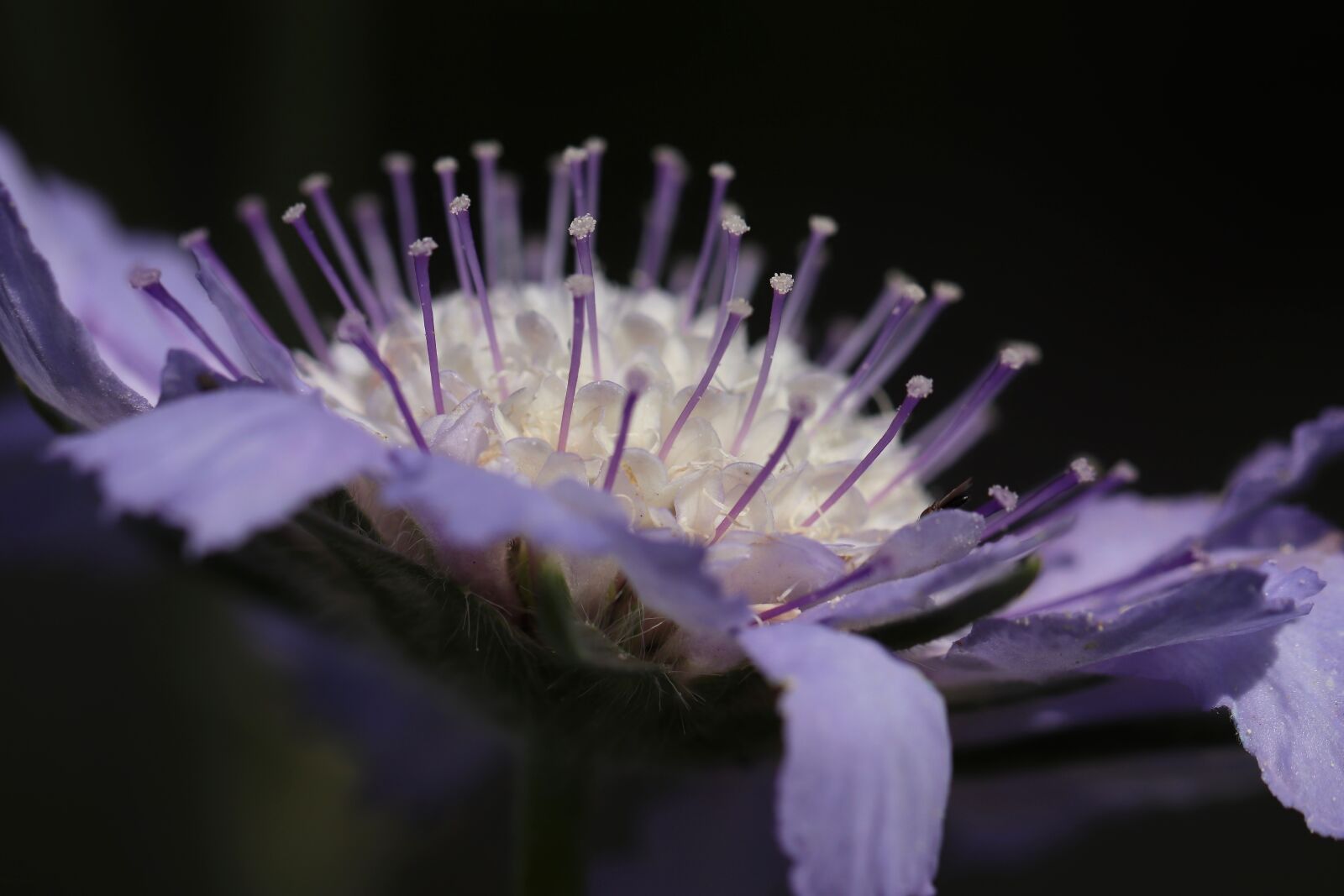 Canon EOS 800D (EOS Rebel T7i / EOS Kiss X9i) sample photo. Scabiosa columbaria, pincushion flower photography