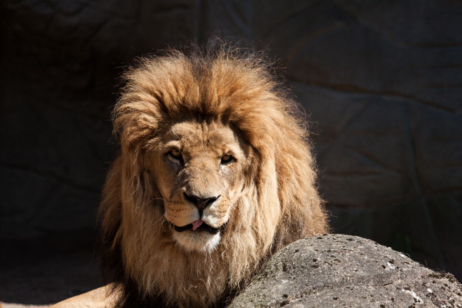 Canon EOS 50D sample photo. Lion, predator, big cat photography
