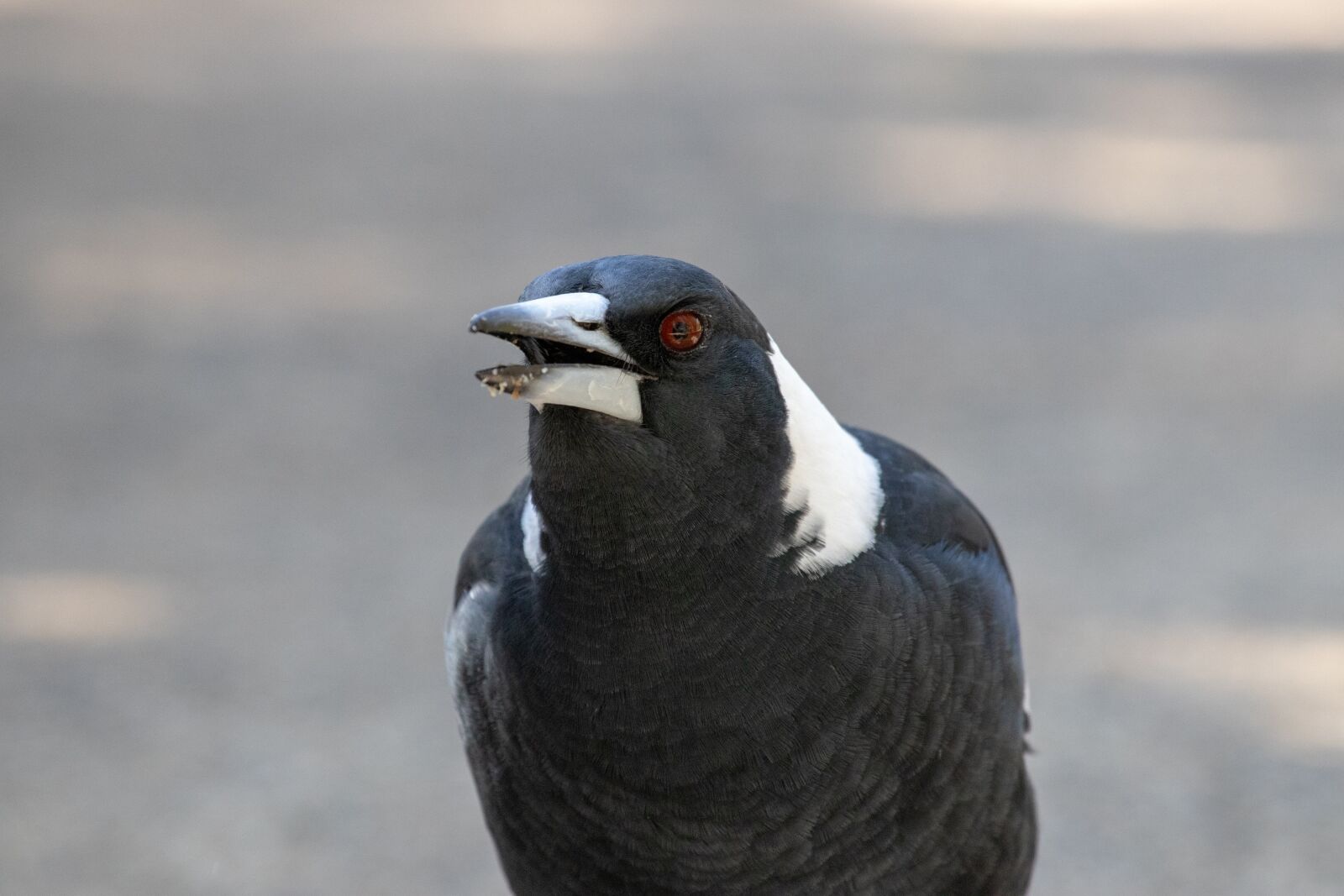 Canon EF 100-400mm F4.5-5.6L IS USM sample photo. Bird, wildlife, nature photography