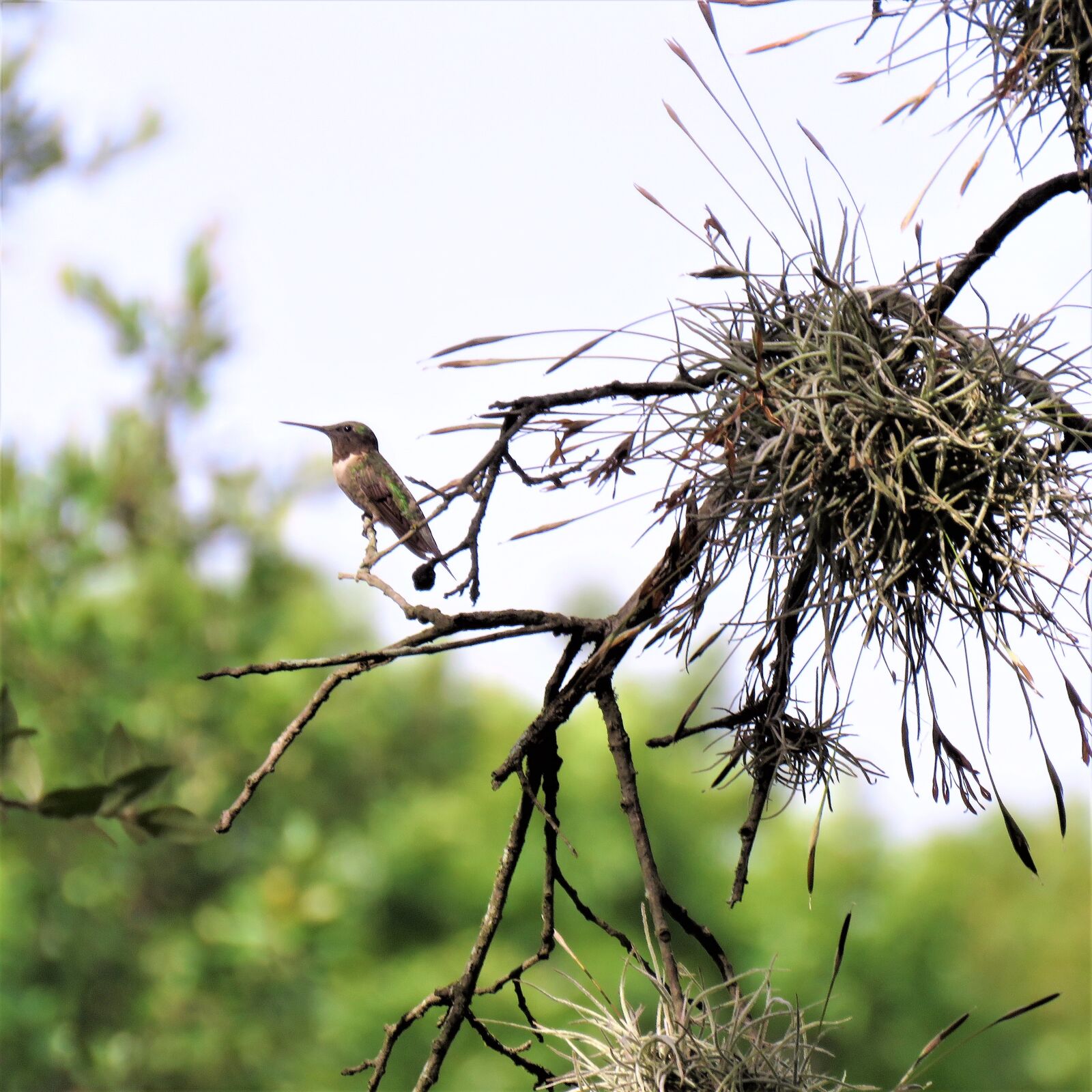 Canon PowerShot SX60 HS sample photo. Bird, hummingbird, spanish moss photography