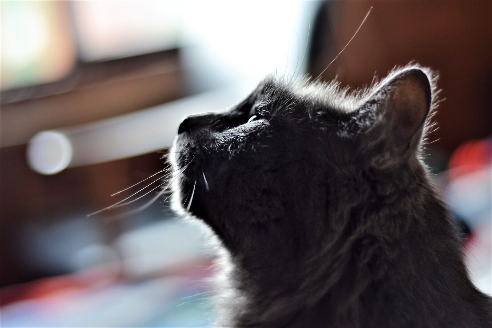 Nikon D3100 sample photo. Cats, animals, pets photography