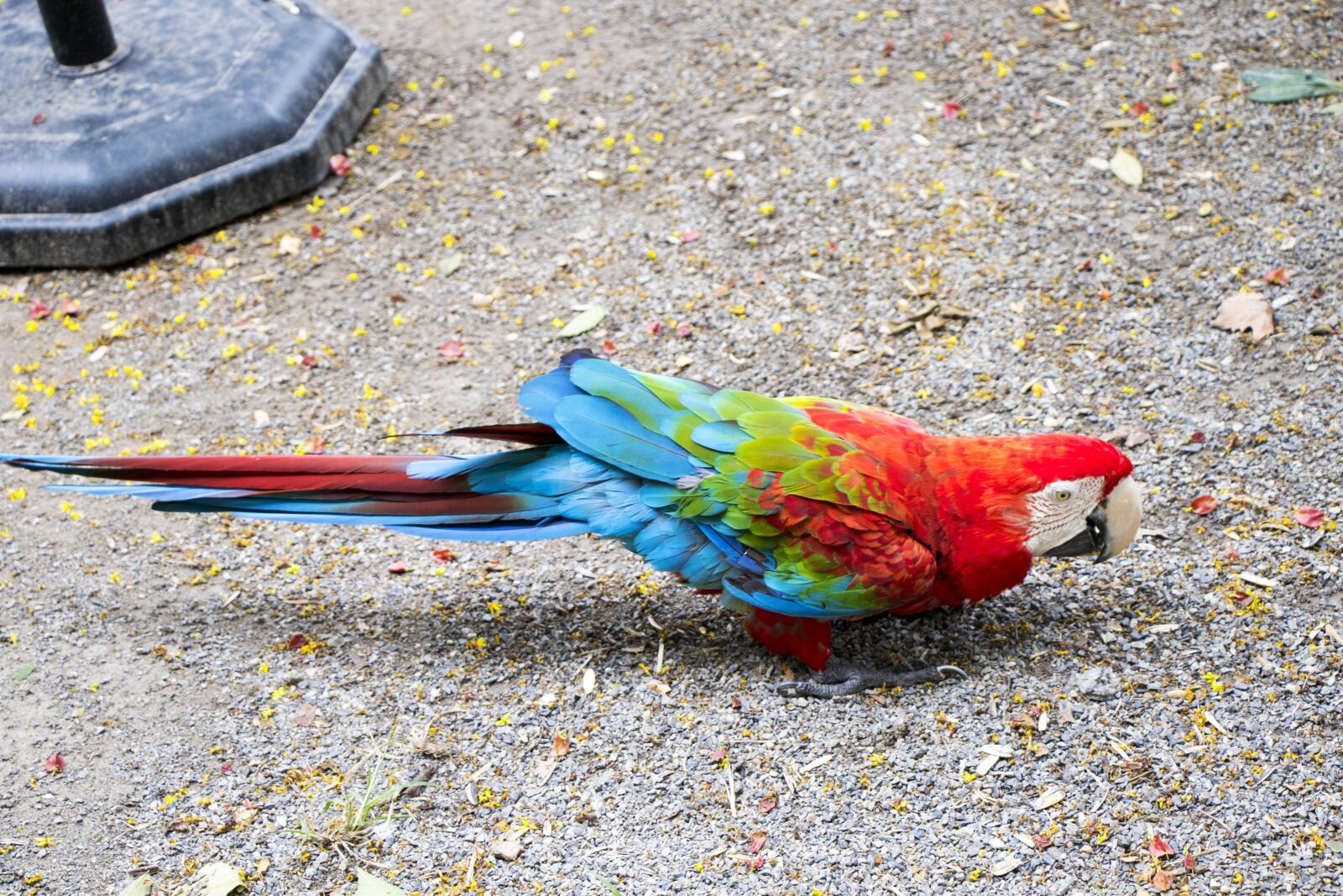Canon EOS 7D Mark II sample photo. Parrot, wildlife photography