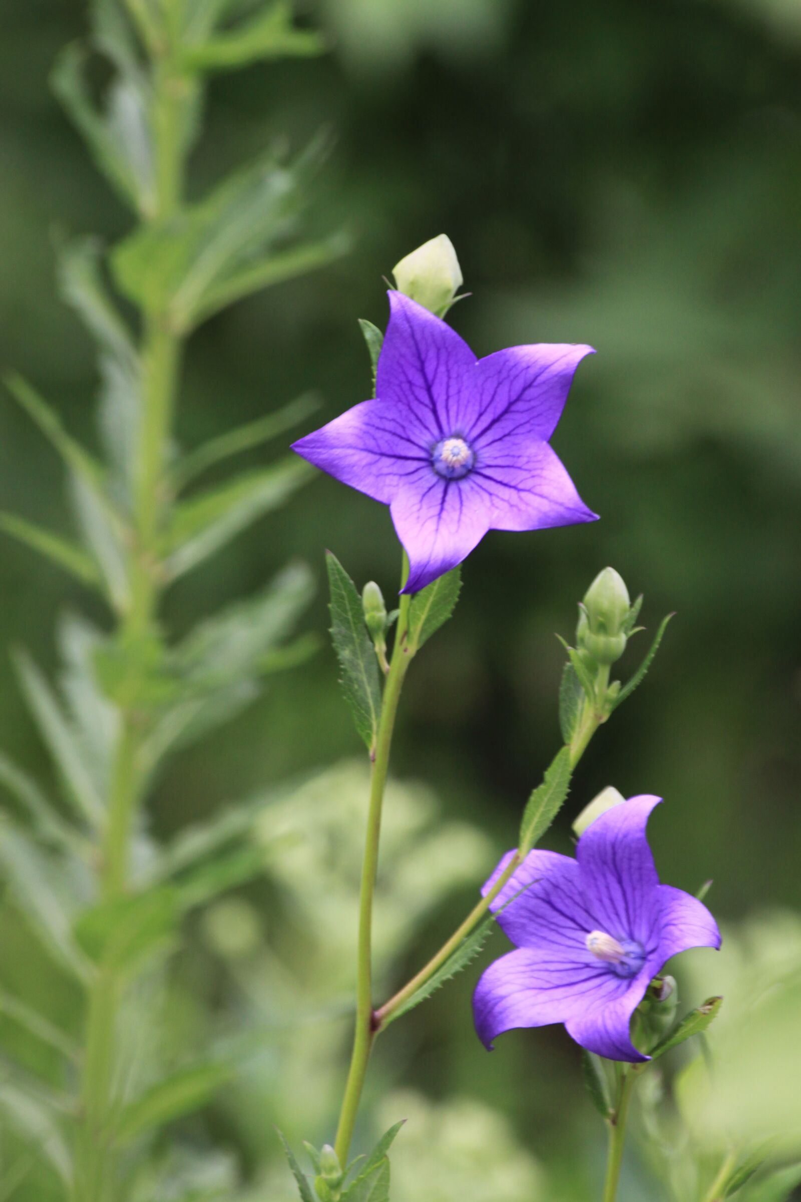 Canon EOS 50D sample photo. Purple flowers, nature, plants photography