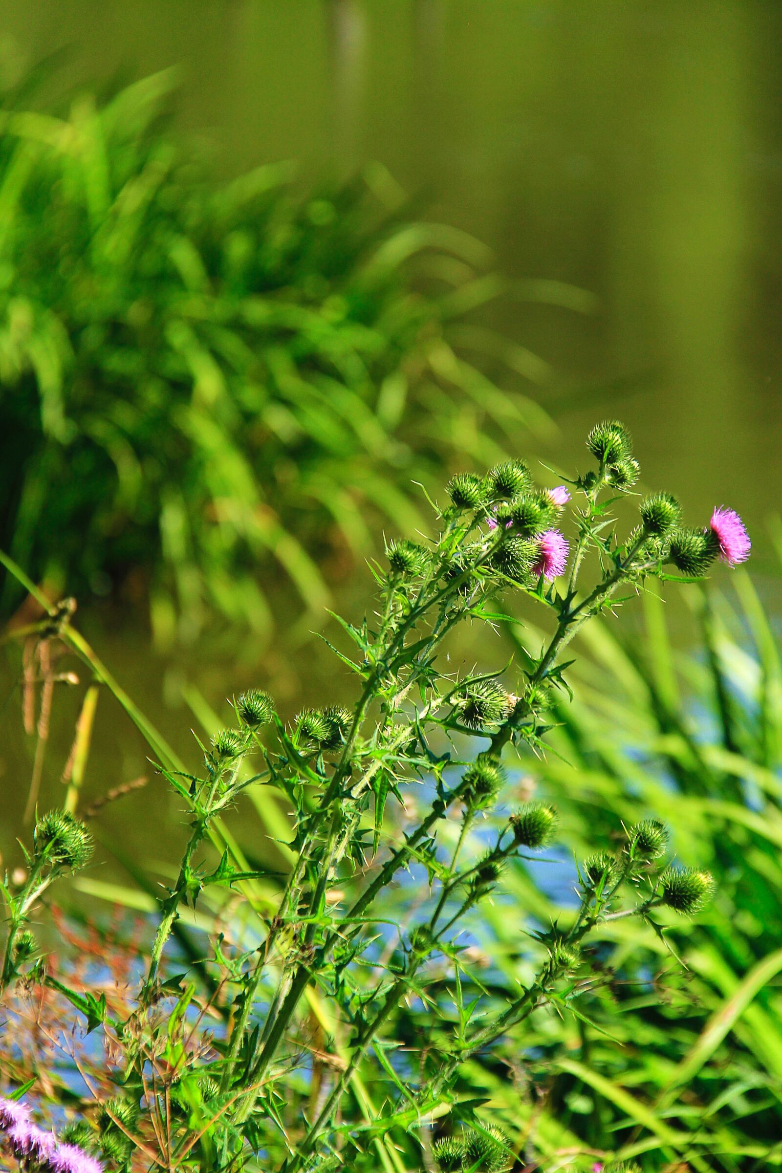 Canon EF-S 18-200mm F3.5-5.6 IS sample photo. Thistle, nature, flower photography