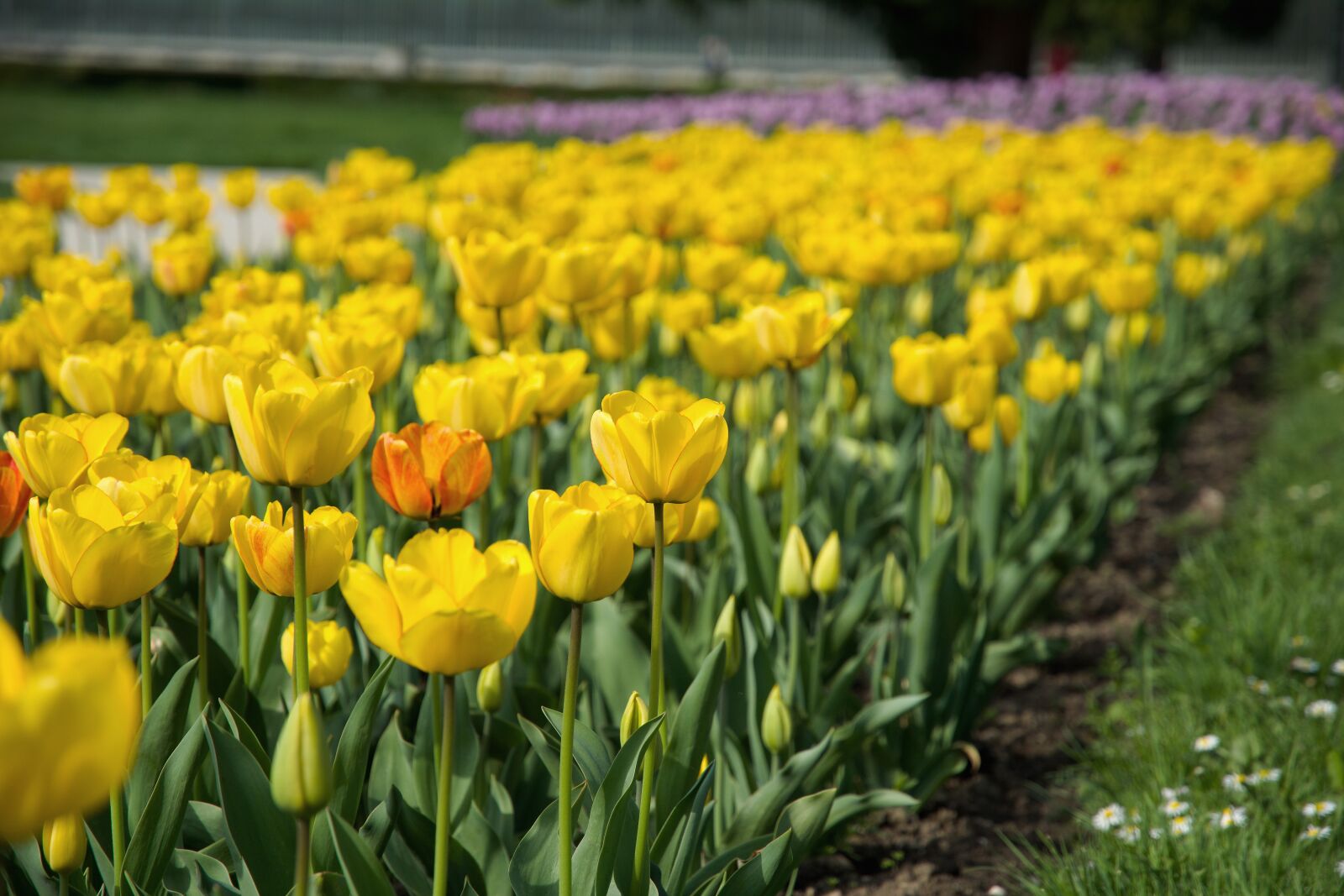 16.00 - 85.00 mm f/3.5 - 5.6 sample photo. Yellow, petal, flower, field photography