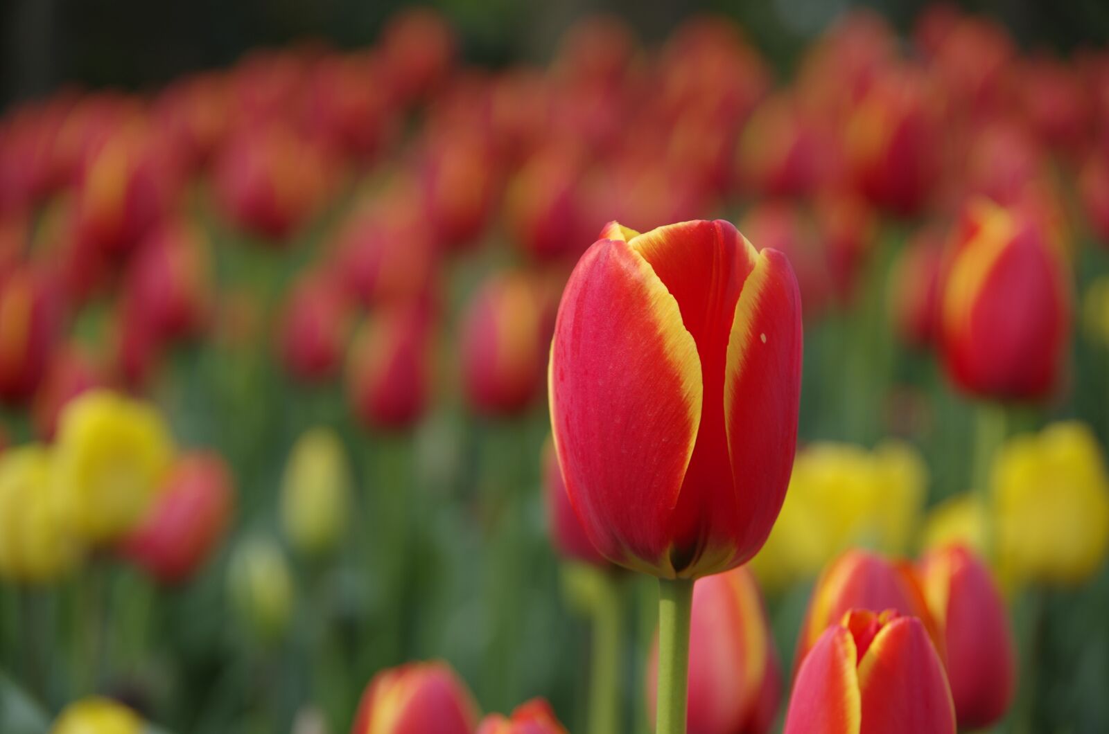Pentax K-50 sample photo. Hangzhou, park, tulip photography