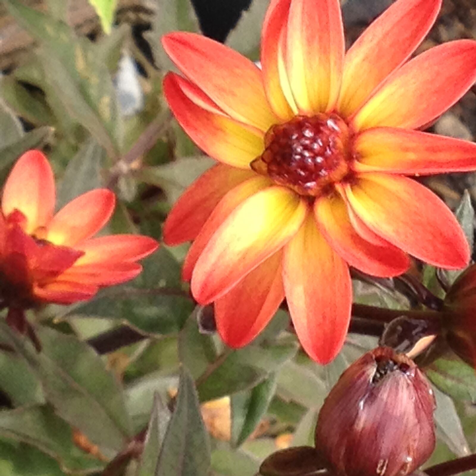 Apple iPhone 4S sample photo. Flowers, garden, botany photography