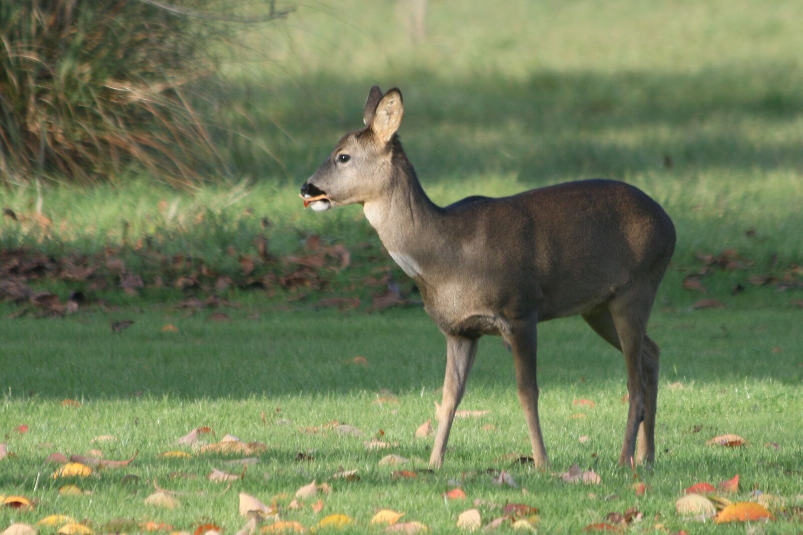 Canon EF 70-300mm F4-5.6 IS USM sample photo. Deer, autumn, wildlife photography