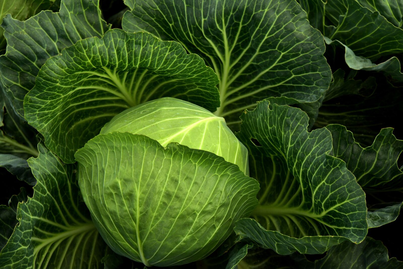 Nikon D750 sample photo. Cabbage, cultivation, vegetables photography