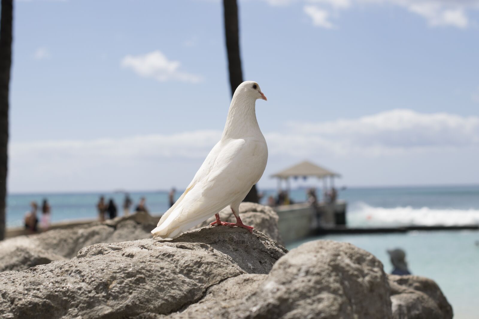 Nikon D5300 sample photo. Hawaiian, rock dove, bird photography
