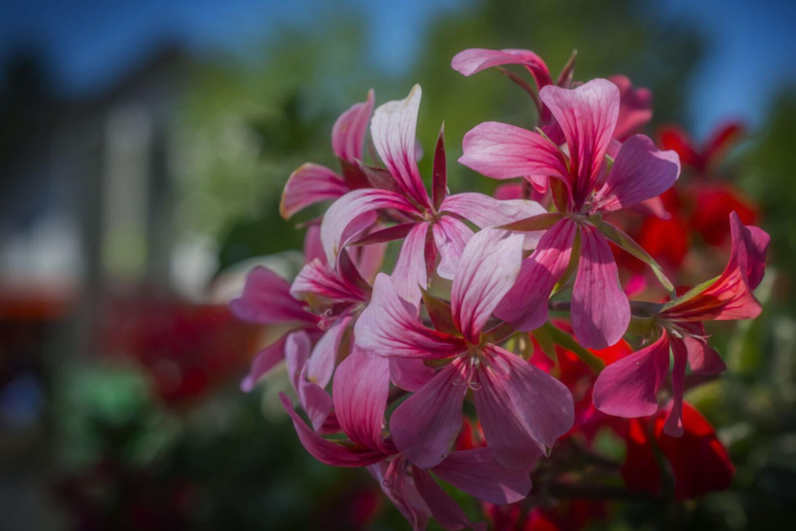 Nikon D5200 sample photo. Nature, flowers, beautiful flower photography
