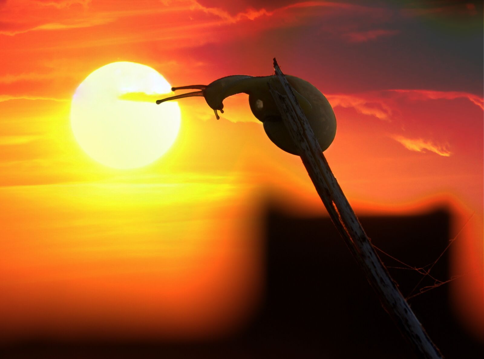 Canon EF-S 60mm F2.8 Macro USM sample photo. Sunset, snail, sun photography