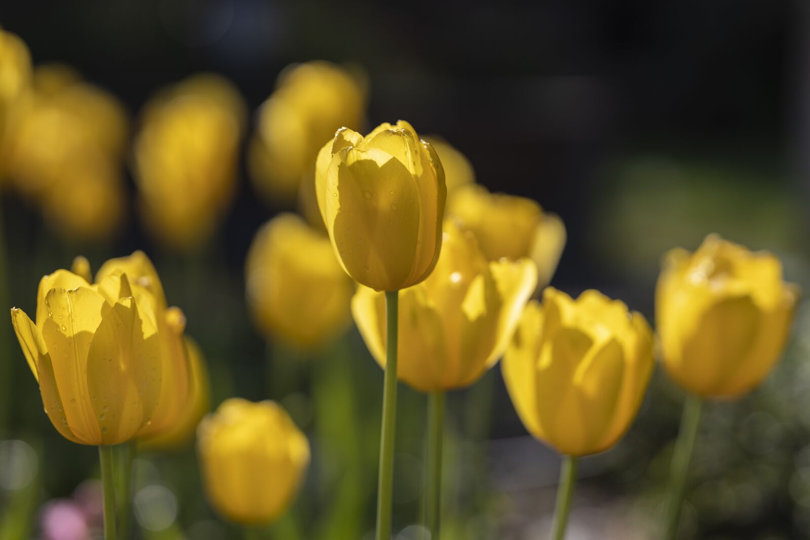 Canon RF 85mm F1.2L USM sample photo. Tulips, yellow, nature photography